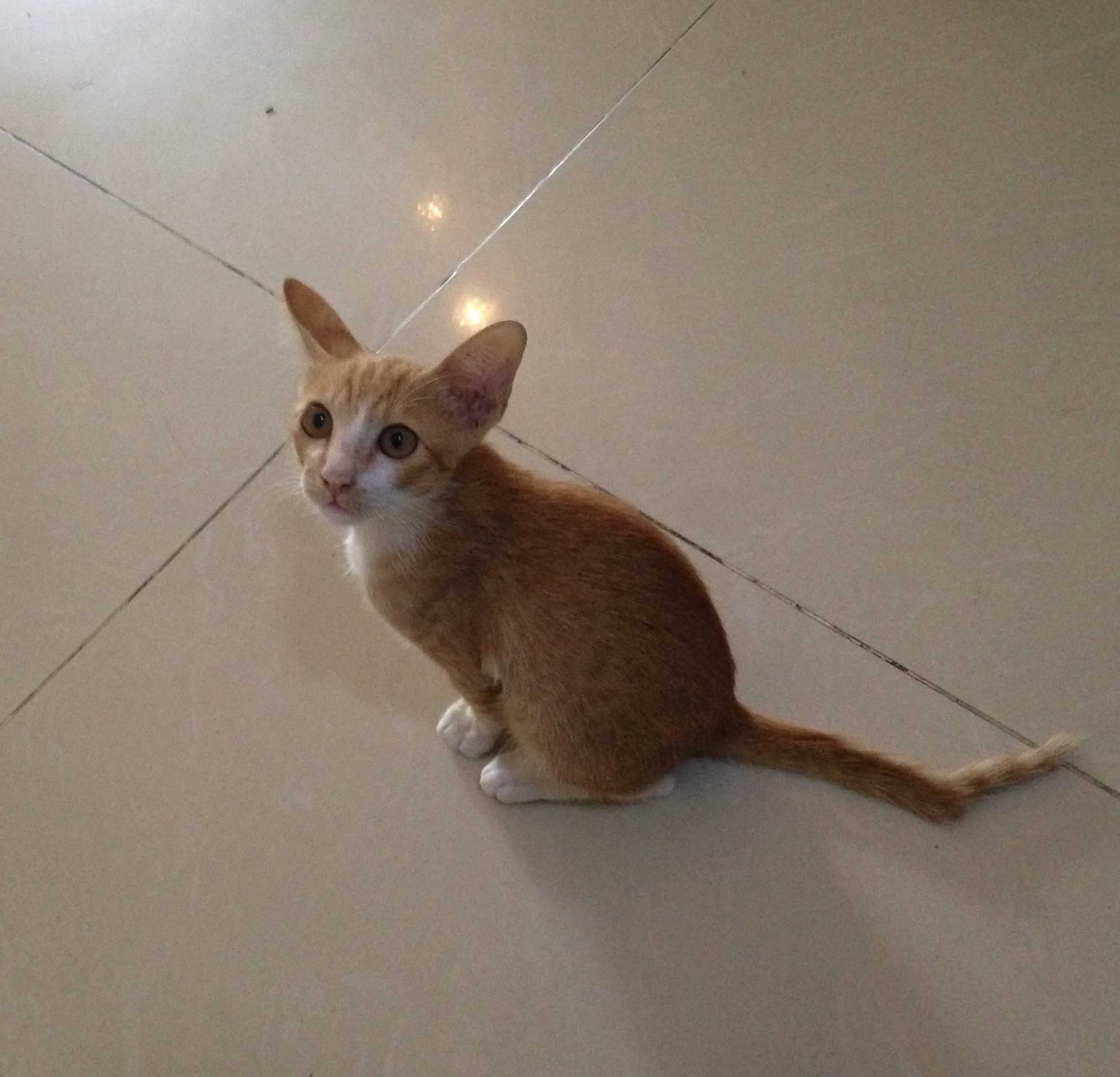 2014-06-26 17.23.36 (meaw-MacBook-Air's conflicted copy 2014-06-27)