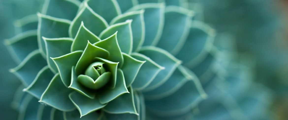 beautiful_plant-wallpaper-1280x768-1170x490.jpg
